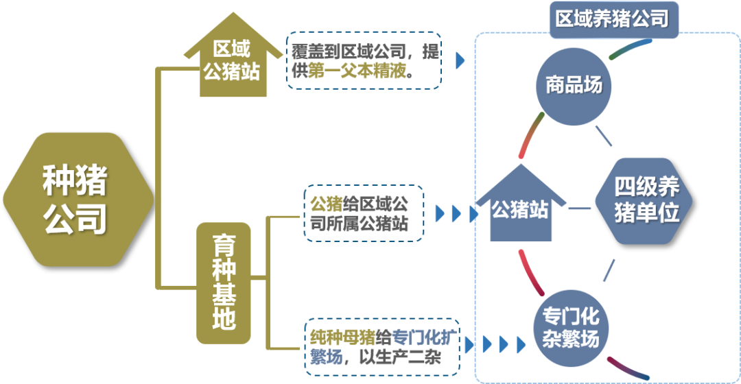 種豬銷售37萬頭蟬聯榜首！中芯種業高標準藍耳雙陰區域公豬站，25個育種基地布局全國