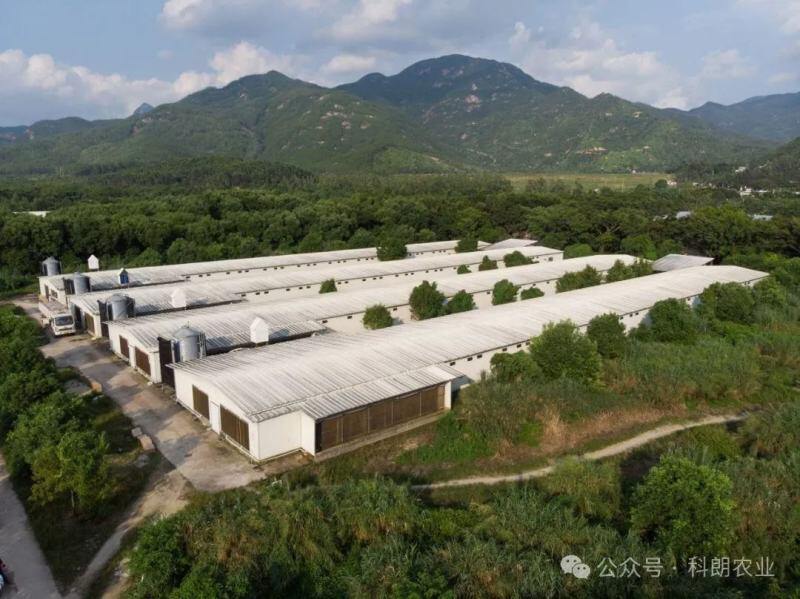 《科朗麻黄鸡种鸡饲养管理技术规程》获准发布！