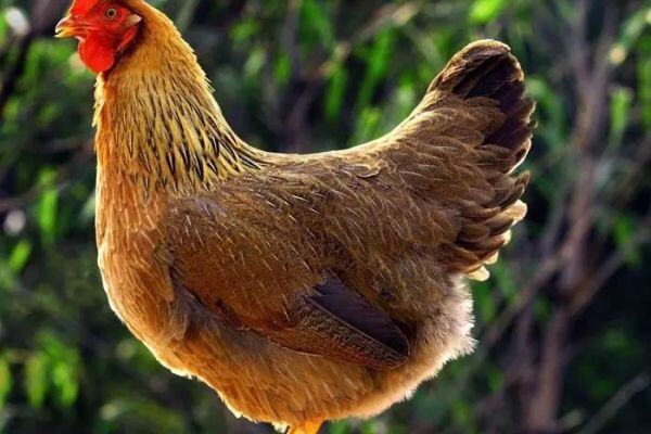 清远市超额完成清远鸡产业增长目标！实现综合产值88.62亿元，同比增长30.32%