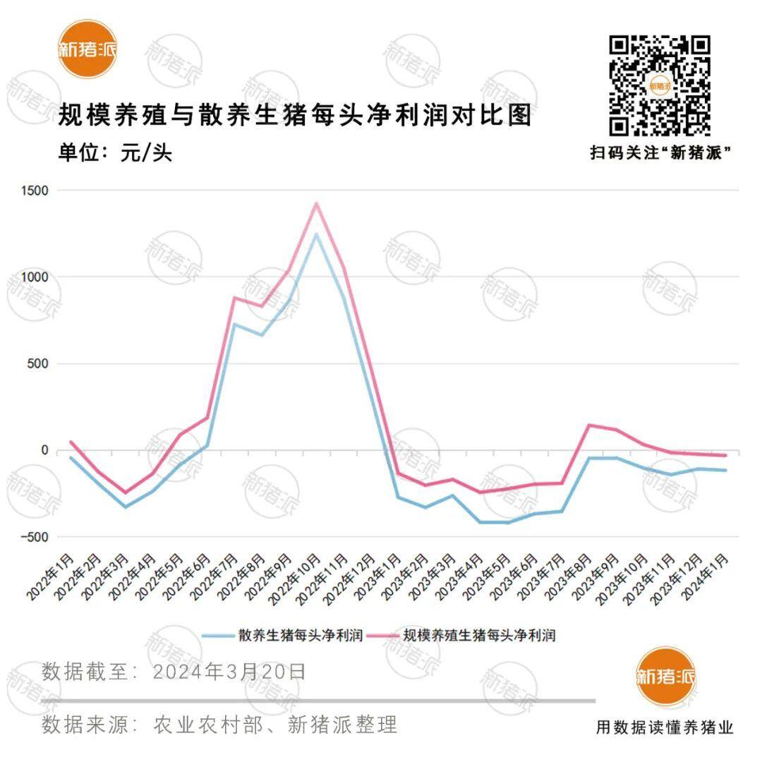 猪价破8!今年稳抓7元成本才能盈利,持续亏损13个月谁将退出中国养猪业?