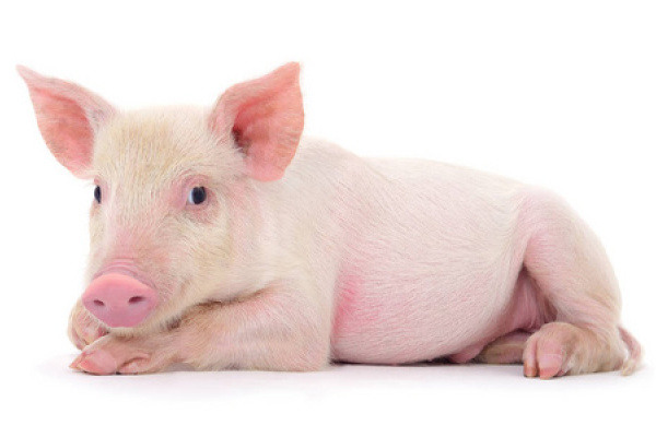 2024年一季度上市猪企生猪出栏数据分析