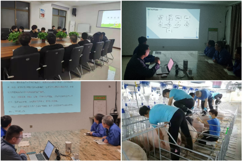 伟杰信猪批次化生产方案发布，配种率和妊娠率可提高15-20%