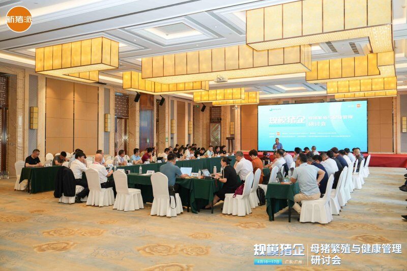 伟杰信猪批次化生产方案发布，配种率和妊娠率可提高15-20%