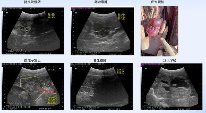 伟杰信猪批次化生产方案发布，配种率和妊娠率可提高15-20%