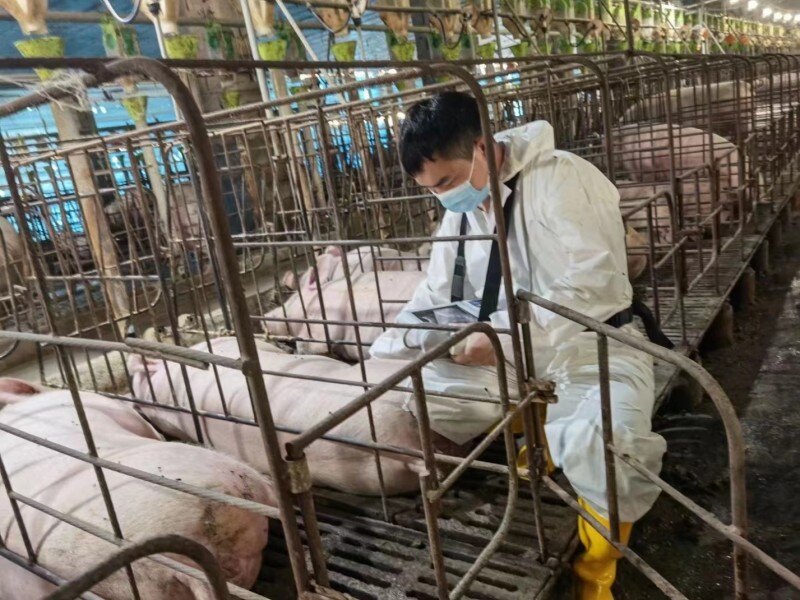 伟杰信猪批次化生产方案发布，配种率和妊娠率可提高15-20%