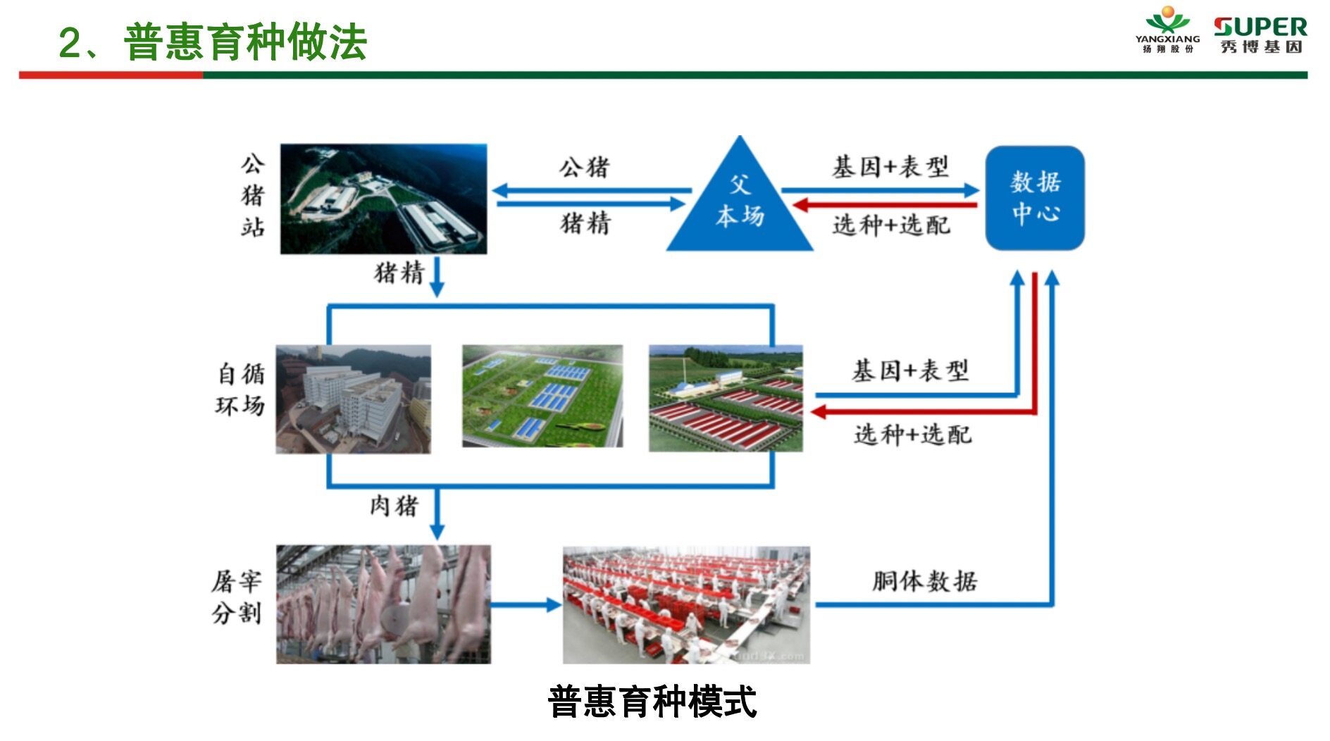 批次化生产+普惠育种，秀博助力母猪场窝均总产仔数显著提升，16头以上窝数占比提升近20%