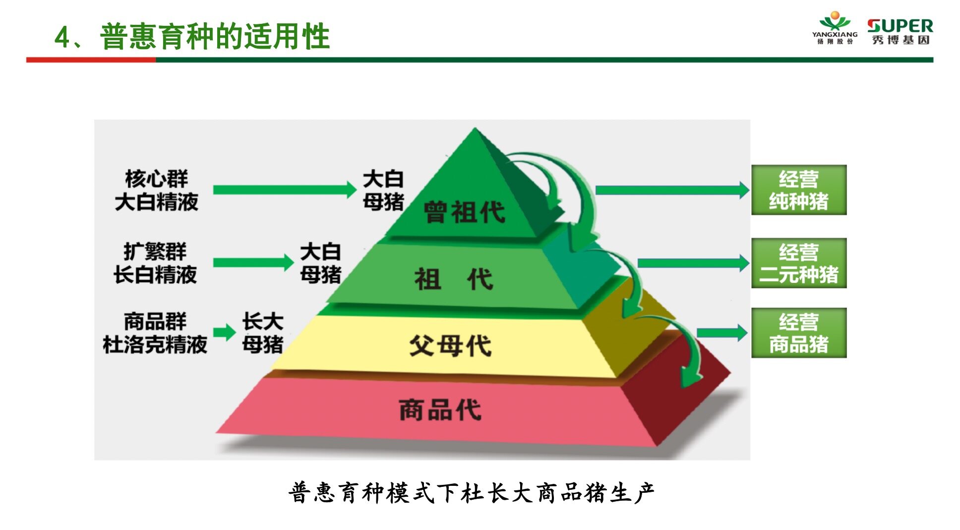 批次化生产+普惠育种，秀博助力母猪场窝均总产仔数显著提升，16头以上窝数占比提升近20%