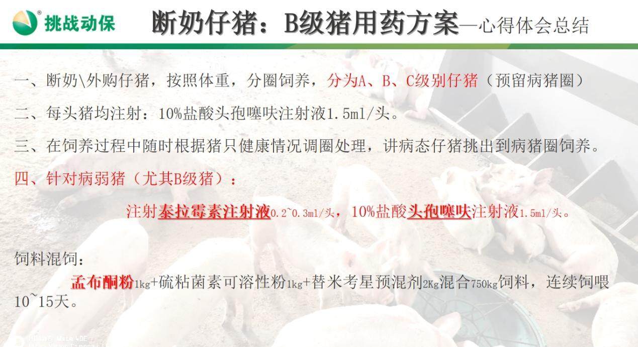 参配率96%，断奶成本降5元！挑战动保深耕繁殖用药和母仔猪健康整合方案，5年获批10个二类新兽药