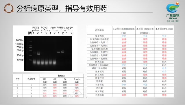 广垦畜牧:母猪健康管理体系建设,科学选址是先决条件