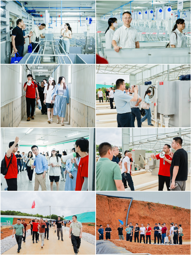 深耕广西！神农集团那隆猪场竣工投产，存栏母猪1.6万头为最大规模种猪场