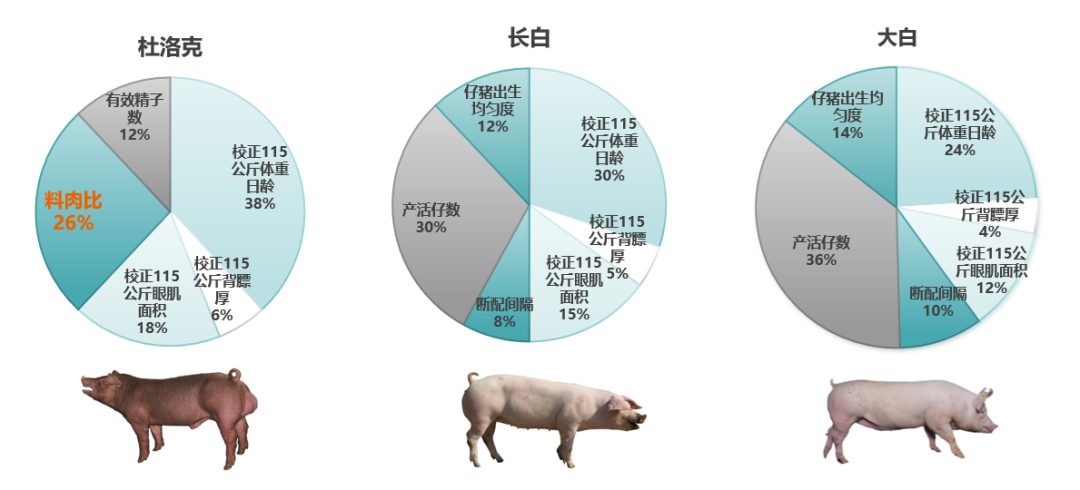 料肉比降低0.1，成本下降45.2元！看扬翔如何降低料肉比