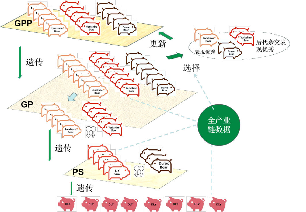 料肉比降低0.1，成本下降45.2元！看扬翔如何降低料肉比