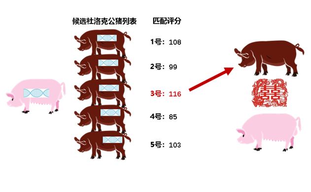 料肉比降低0.1，成本下降45.2元！看扬翔如何降低料肉比