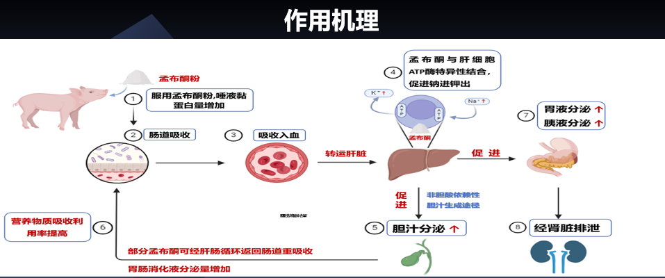 猪用盐酸恩诺沙星颗粒“依诺佳”&利胆助消新药“孟布酮”，瑞普“减频增效”双新组合震撼上市