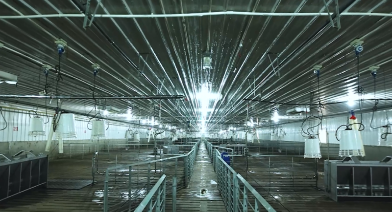 青岛和邦专访丨3万头育肥猪出栏，凭借良好的疫病管理手段提升生产成绩【勃林格特约·智能健康】