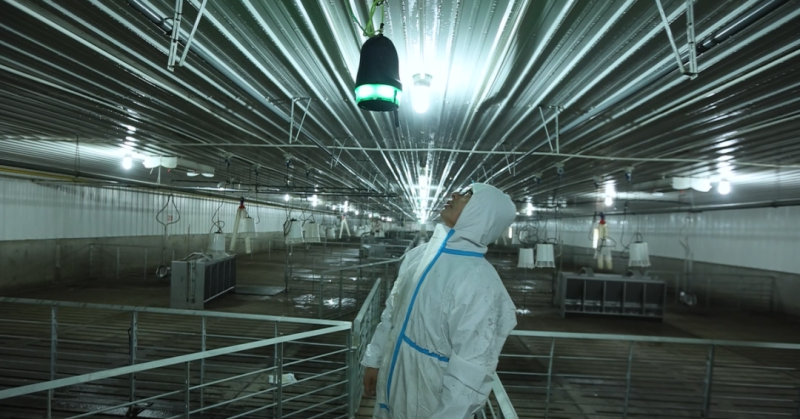 青岛和邦专访丨3万头育肥猪出栏，凭借良好的疫病管理手段提升生产成绩【勃林格特约·智能健康】