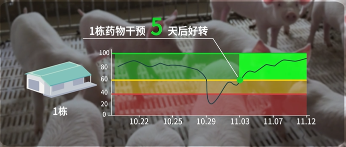 青岛和邦专访丨3万头育肥猪出栏，凭借良好的疫病管理手段提升生产成绩【勃林格特约·智能健康】