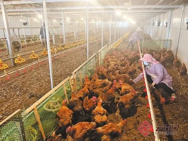 农户“双绑”运营，富民锐泽打造年出栏100万羽山地鸡全产业链