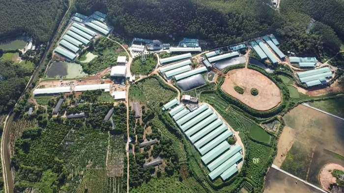 台山端芬镇藏了个大鸡场，每年出栏600万只麻黄鸡！远销江浙沪京港......