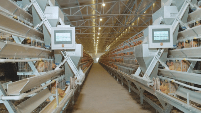 台山端芬镇藏了个大鸡场，每年出栏600万只麻黄鸡！远销江浙沪京港......