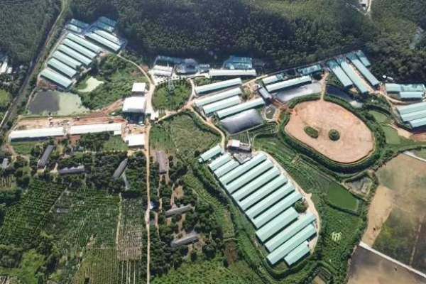 台山端芬镇藏了个大鸡场，每年出栏600万只麻黄鸡！远销江浙沪京港......