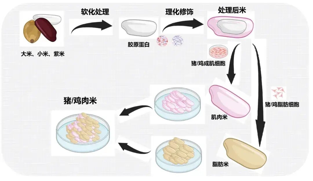 米里含肉！我国细胞培育“鸡肉大米”、“猪肉大米”