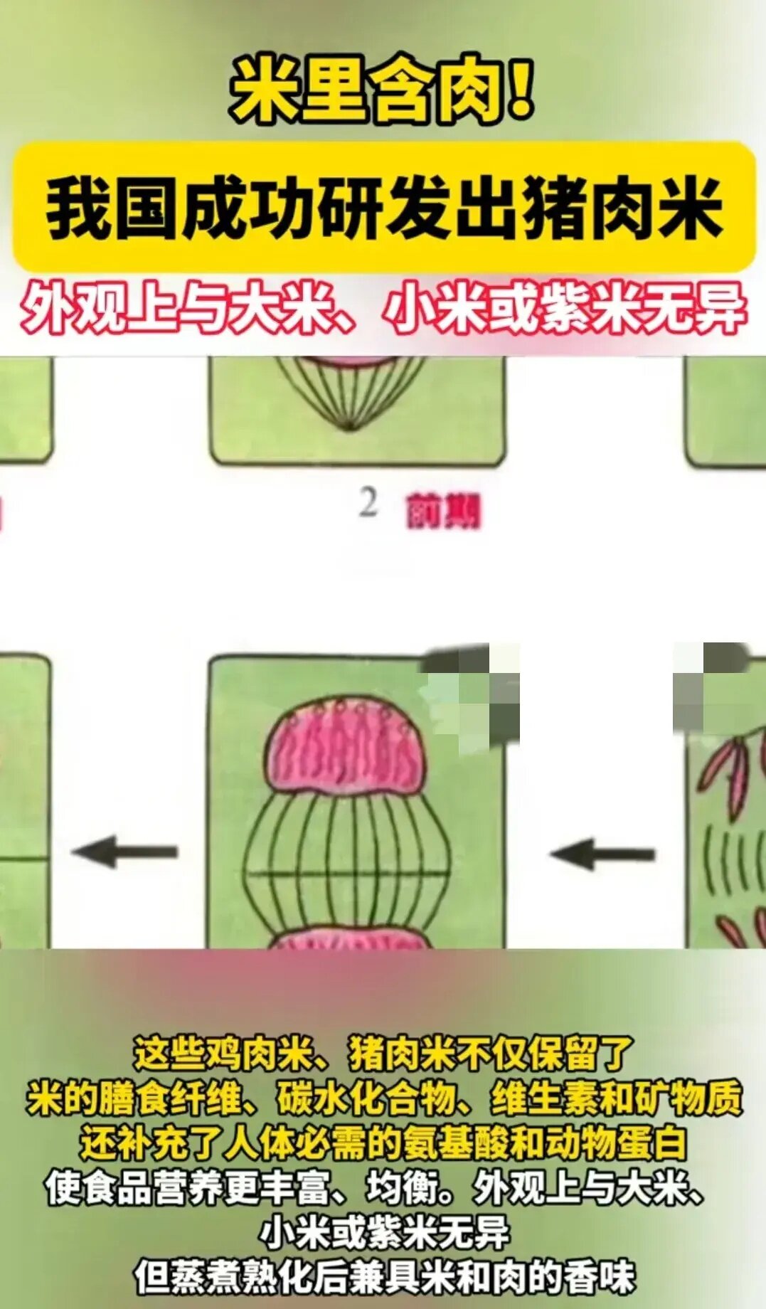 米里含肉！我国细胞培育“鸡肉大米”、“猪肉大米”