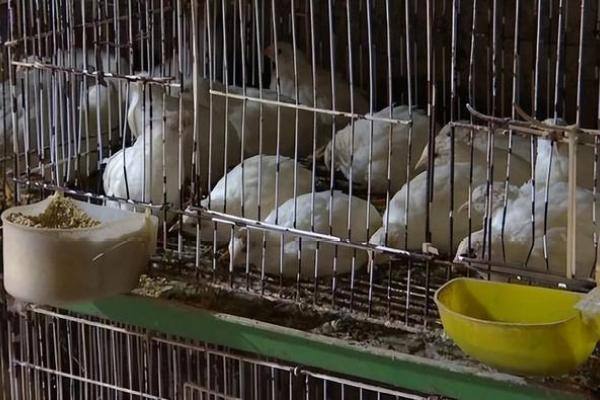 低投资年赚百万？贵阳大哥养殖这种鸡，如今懊悔：根本卖不出去