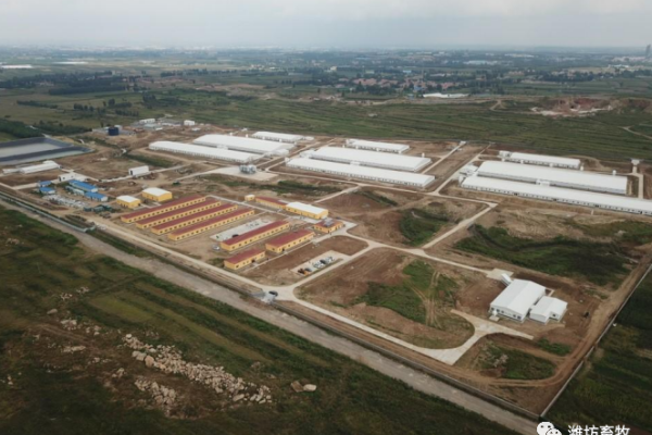 东北养猪平台完全成本7.17元/斤！大北农二季度最高盈利0.59亿元，年底能繁母猪或达28万头