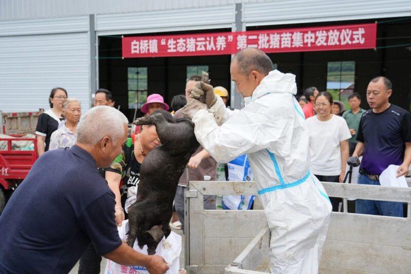 四川金控集团向苍溪县捐赠90万元实施“生态猪•云认养”项目