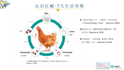 平均感染率超60%！每年损失高达1.2亿元！氟雷拉纳助力解决中国家禽红螨问题