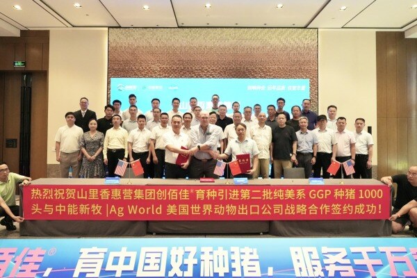 福建创佰佳®育种引进1100头新美系高端GGP种猪战略合作签约，共推种猪高质量发展！