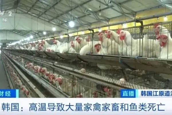 高温！缺水！韩国两月间近90万只家禽死亡