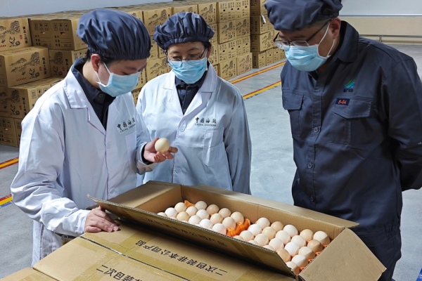 自主创新 走向世界！广明2号白羽肉鸡首发巴基斯坦