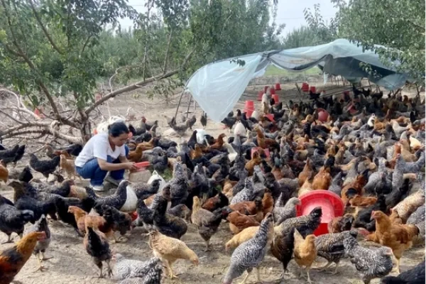 依托林下养鸡，发展特色产业，激活乡村经济