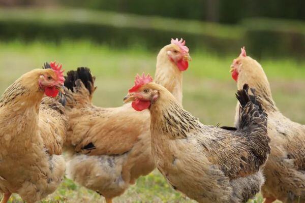 市占率75%！科朗麻黄鸡畅销香港活禽市场，将进军东南亚