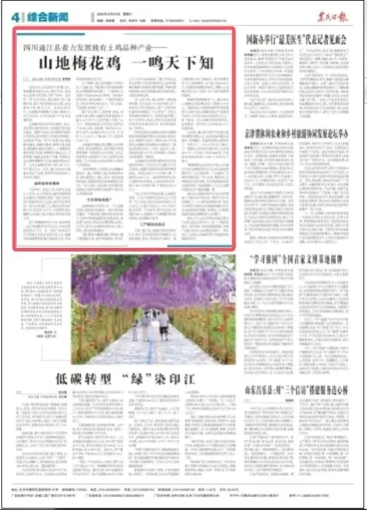 山地梅花鸡 一鸣天下知——四川通江县独有土鸡品种产业发展