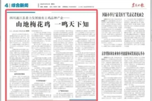 山地梅花鸡 一鸣天下知——四川通江县独有土鸡品种产业发展