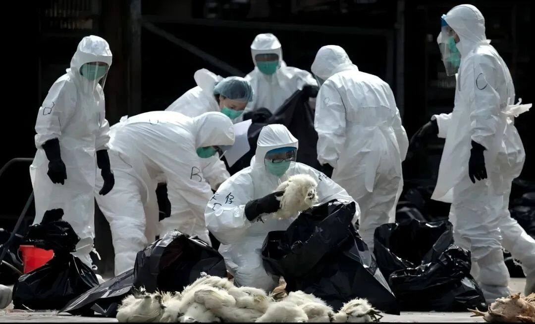 邻国1人感染H5N1死亡，47国已扑杀家禽1000万只！禽流感卷土重来，养鸡户应如何防控？