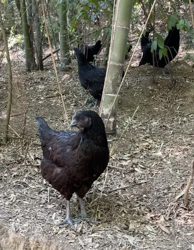 智慧养殖新模式——AI助力养鸡?