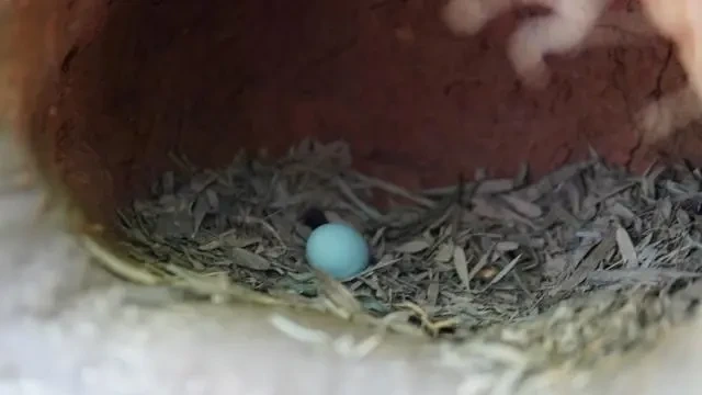 智慧养殖新模式——AI助力养鸡?