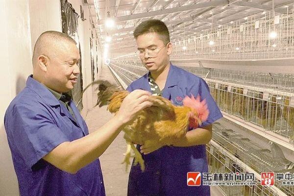 广西容县黄羽鸡现代种业产业园迎来首批祖代种鸡，助力农业现代化高质量发展