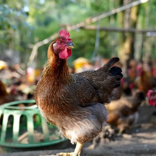 清远鸡有全国“身份证”?扫码便可追根溯源