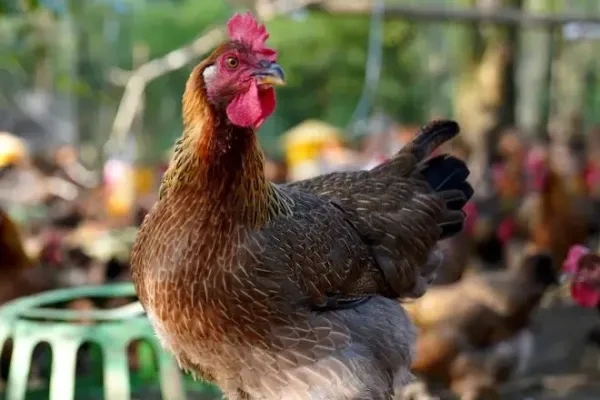 清远鸡有全国“身份证”？扫码便可追根溯源