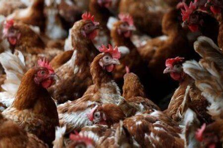 以色列发生一起H5N1型高致病性禽流感疫情；附最新一周国际禽流感疫情动态