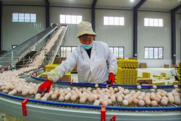 16人养80万鸡，自动化程度超90%！日产蛋70万枚走俏湾区，将在香港开实体店