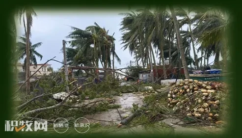 海南闹“鸡”荒！未来6个月文昌鸡或面临短缺，椰子鸡限量供应