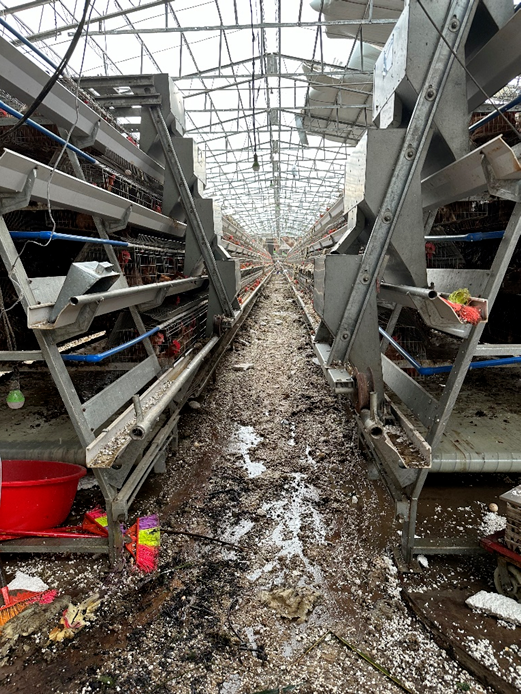 死鸡1320万只！文昌鸡日涨2.5元/斤、1.6万鸡农无鸡可卖