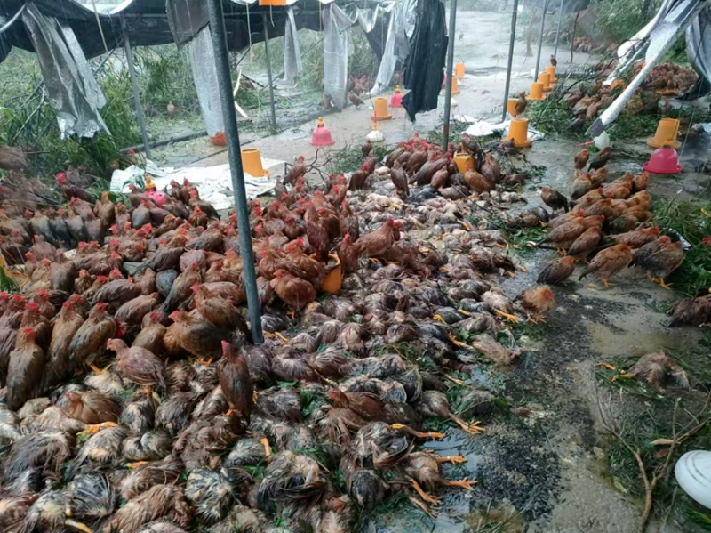 死鸡1320万只！文昌鸡日涨2.5元/斤、1.6万鸡农无鸡可卖