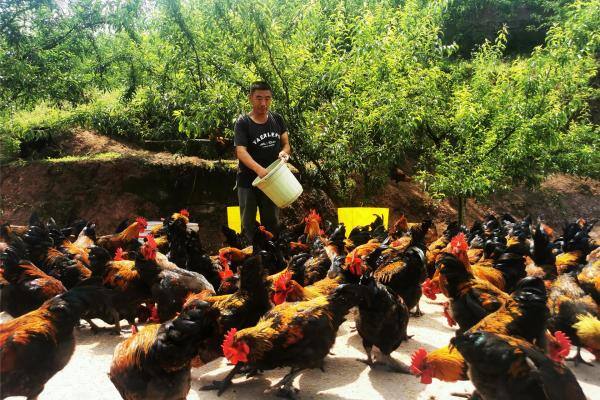 重庆特牧年供丰都麻辣鸡300万羽！原种场年产父母代超1500万只